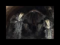 Tarantula eating a cricket
