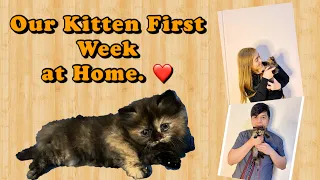 Our Adopted Kitten First week at Home Persian Cat