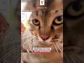 Download Lagu Ekspresi Kucing Marah saat Berkelahi