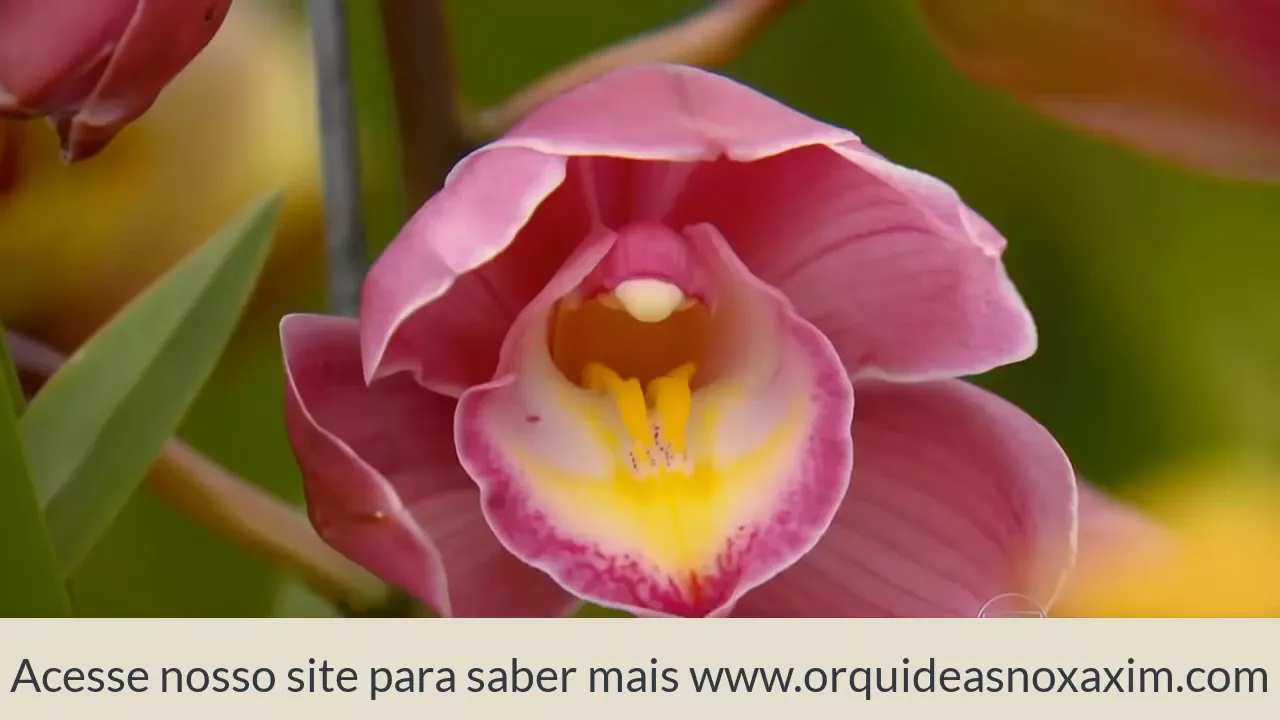 COMO CULTIVAR ORQUÍDEAS CYMBIDIUM EM CASA COMO CUIDAR DE ORQUÍDEAS ORQUÍDEAS