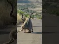 Download Lagu Kudu Survives Lion Attack and Gets Stranded on the Road #shorts #safari #africa