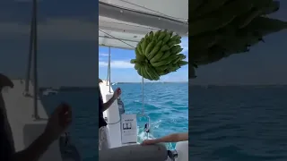 What do you classify as a bunch of bananas? 😂 #sailing #family #funny #shortsviral