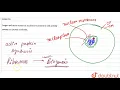 Larger and more numerous nucleoli are present in cell s activley carrying out protein synthesis