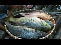 Catching a 'Water Monster' in an Abandoned Pond After 1 Year – Giant Fish Emerge!
