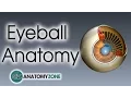 Lagu Eyeball Anatomy
