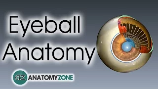 Eyeball Anatomy 