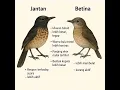 Lagu CARA MEMBEDAKAN BURUNG MURAI TROTOL JANTAN DAN BETINA