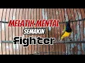 Download Lagu SOGON FIGHTER || MELATIH SOGON KURANG FIGHTER MENJADI SEMAKIN KEBAL ‼️#sogon #sogongacor