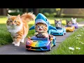 Download Lagu Poor Mama Cat Works Hard To Buy a New Car For SaYo Kittens  |🐾SAYO KITTEN🐾| Heartwarming Story