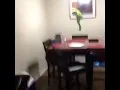 kermit commit suicide