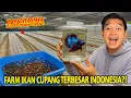 Download Lagu SIDAK FISHKINIAN! NAMBAH FARM BESAR BANGET BUAT 160.000 IKAN CUPANG! KAGET LIHATNYA UDAH BEGINI!