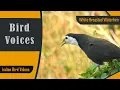 Download Lagu SOUND of White Breasted Waterhen [Bird calls] [Indian birds] #bird_calls