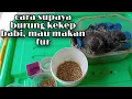 Download Lagu cara suapaya burung kekep babi mau makan fur@masaricitayam9690