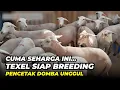 Download Lagu Harga Domba Texel Siap Breeding Pencetak Domba Unggul | @AGROTV9 