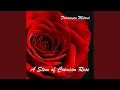 Download Lagu Sebatang Mawar Merah Tua