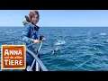 Download Lagu Wie sprechen die Wale? | Reportage für Kinder | Anna und die wilden Tiere