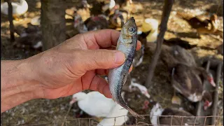 Овощи или фрукты — что полезнее? Утка уже знает ответ! 🦆