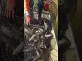 Hoop Net Demonstration