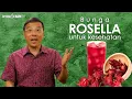 Download Lagu BUNGA ROSELLA Untuk Kesehatan !!