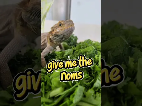 rescued bearded dragon finally eats salad after hearing this song #beardeddragon #reptile