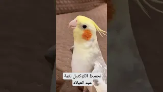 تحفيظ الكوكتيل نغمة عيد الميلاد تقدر تعلمه اكتر من نغمه مع التكرار دندنها