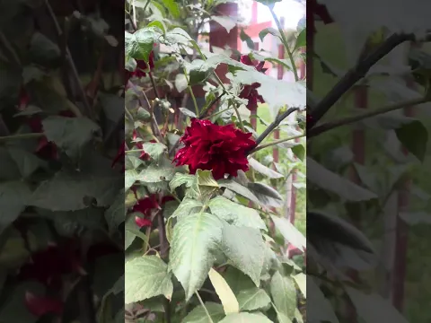 A Flower of Pure Beauty – Dahlia in Full Bloom ←