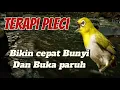 Download Lagu LANGSUNG GACOR‼️TERAPI BURUNG PLECI BIAR CEPAT BUNYI ‼️