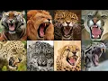 Download Lagu SUARA SINGA, HARIMAU, JAGUAR, \u0026 KUCING BESAR LAINYA TERNYATA BEGINI AUMAN DARI RAJA HUTAN