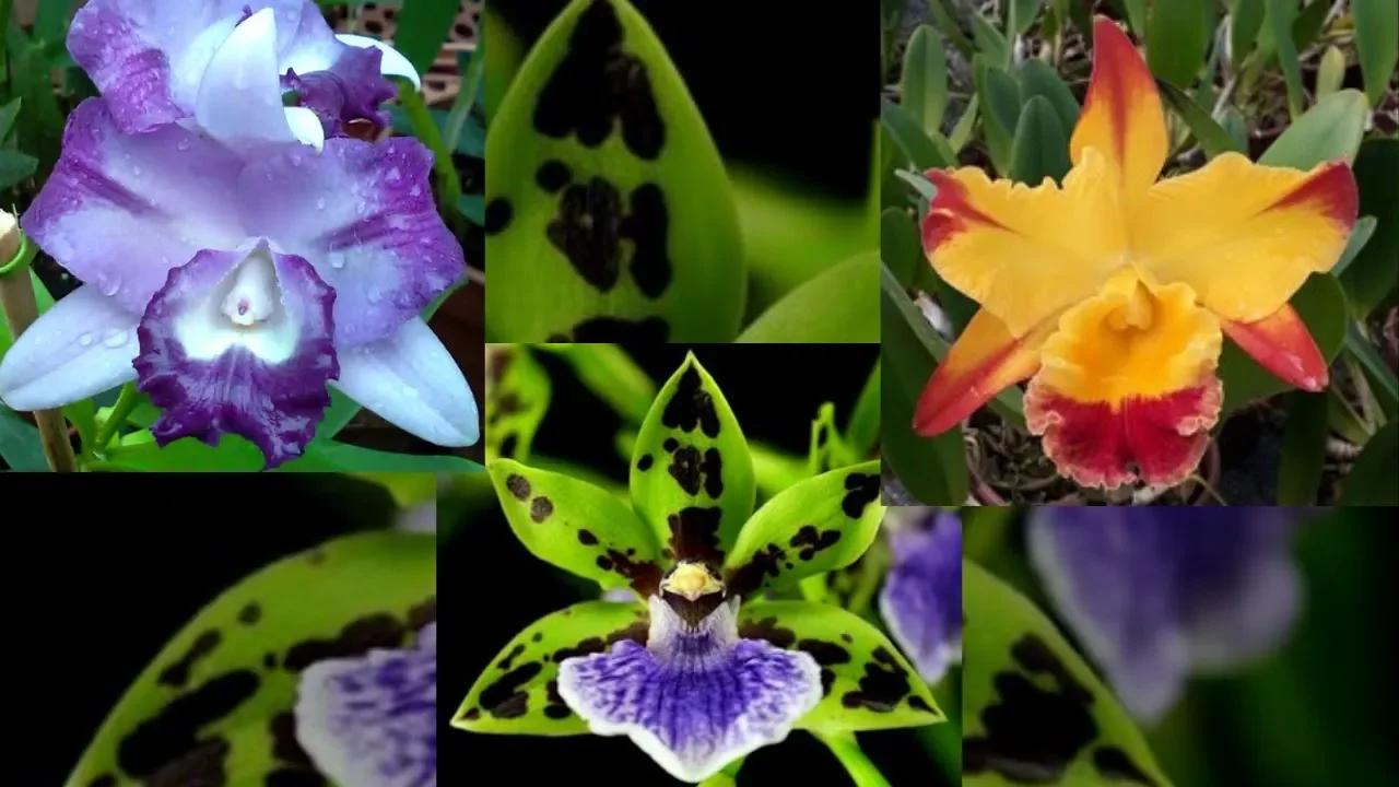 KIT ORQUÍDEA AZUL + ORQUÍDEA LARANJA COM BRINDE E DESCONTO!