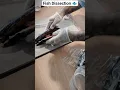 Dissection of Fish