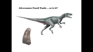 Fossil Dinosaur Tooth Afrovenator abakensis or is it