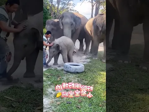 this is the cutest elephant #shortsvideo