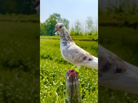 Kabuter Rumaal Le Aya 😲 #pigeon #shorts #skpigeonloft #reaction #birds
