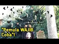 Download Lagu Mikat Burung Sogon Waktu Terbaik \u0026 Cara Paling Jitu\