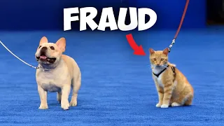 I Snuck A Cat Into A Dog Show