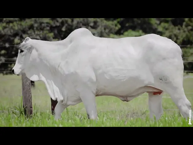 Novilha Nelore AFOM - 4617