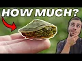 How Much Should You Feed Pet Turtles