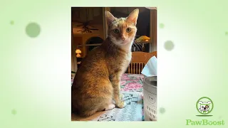 Cleo s Happy Tail