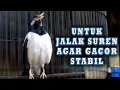 Download Lagu JALAK SUREN TETAP GACOR STABIL BONGKAR ISIAN JIKA DIPUTARKAN INI #jalaksurengacor