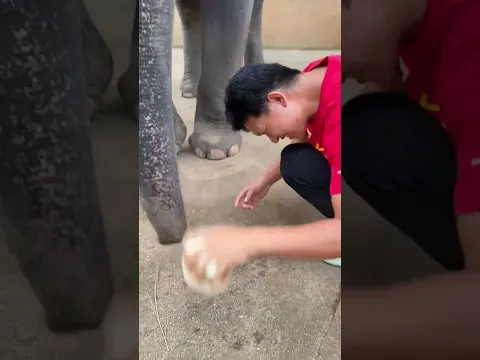 i saveing the elephent life