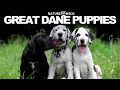 Great Dane Puppies Compilation