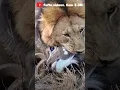 Download Lagu 🦁Lion killed a deer 🦌#kill #eat #injured #survive #lion #king #forest #dangeranimal #shorts