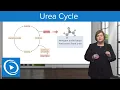 Urea Cycle - Med-Surg Lecturio Nursing