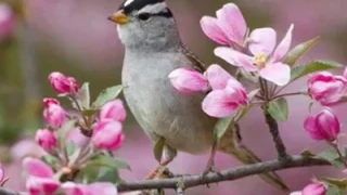 هذه الدنيا كتاب انت فيها الفكر هذه الدنيا ليال انت فيها العمر Alaa Albakly 