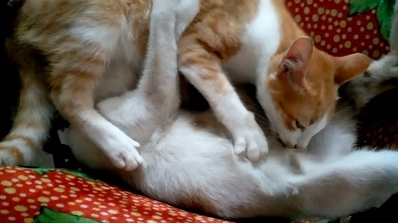 This cat continues to give milk to its child even though it is big