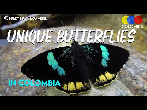 Butterfly Watching in Colombia | The Butterfly Paradise