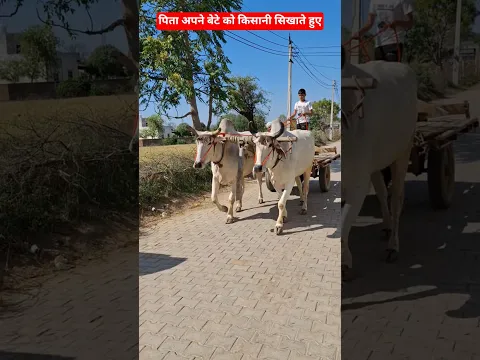 बैलों की गजब जोट❤️ एक पिता अपने बेटे को किसानी सिखाते हुए💪 #Ox #farming #kisan #farmer #village