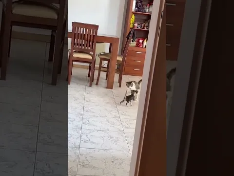So you are this kind of little kitten. #funny #catvideos
