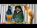 Download Lagu RADJA MASTERAN FULL VARIASI TEMBAKAN || cungkok vs tengkek buto vs kenari