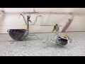 Mantis VS Mantis